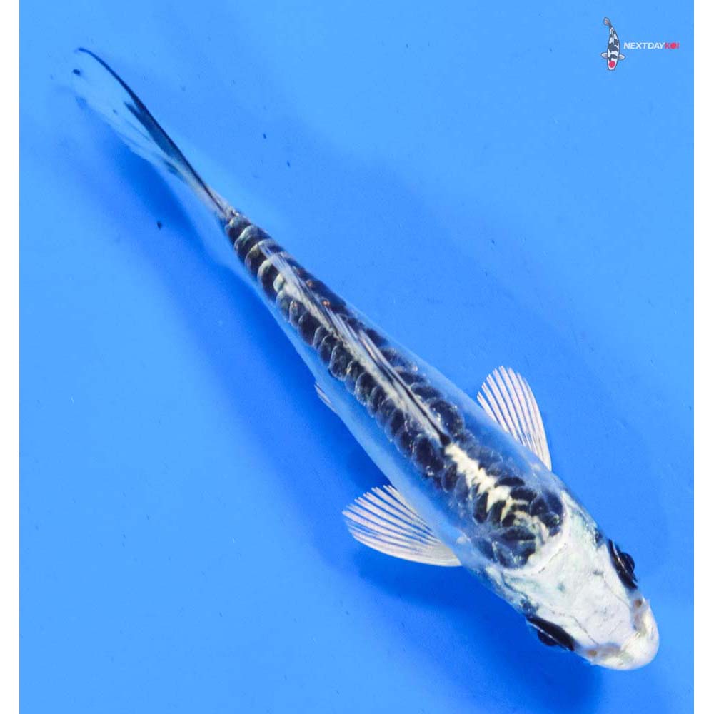 3.5” Imported Doitsu Blue Gin Matsuba