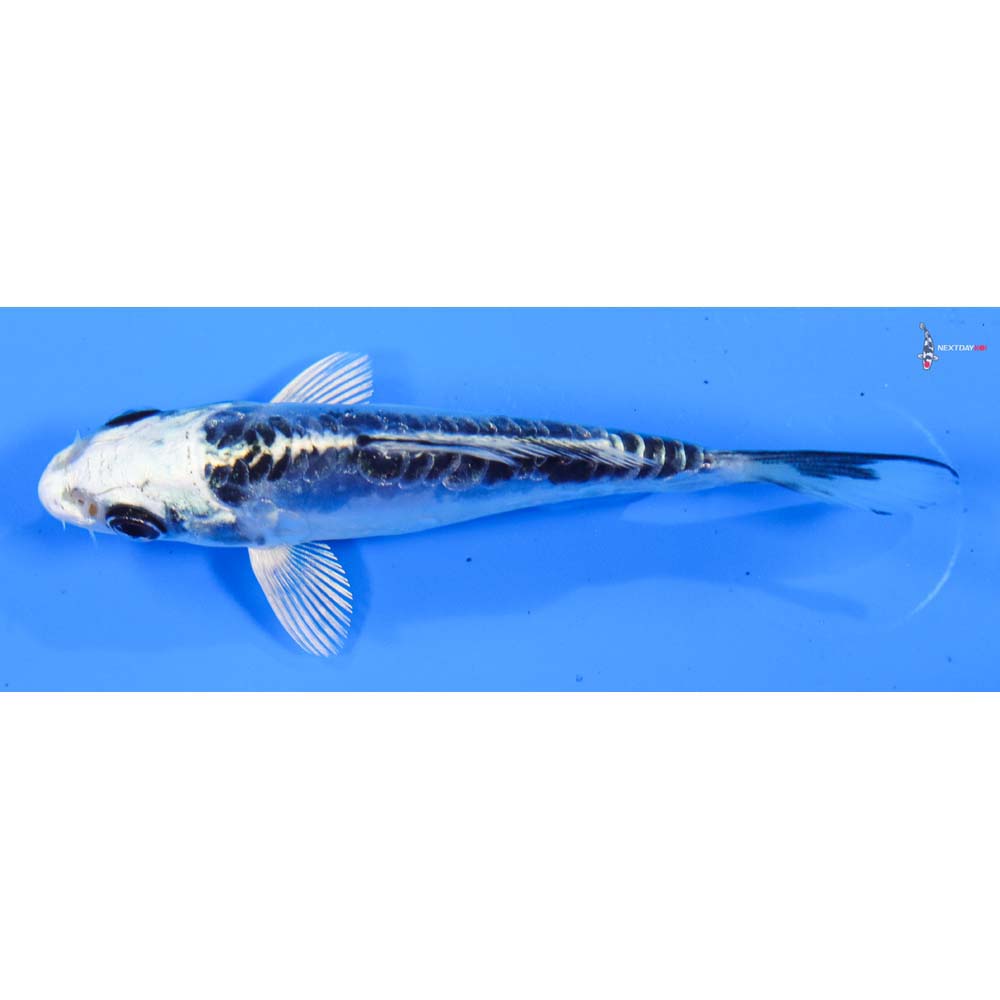 3.5” Imported Doitsu Blue Gin Matsuba