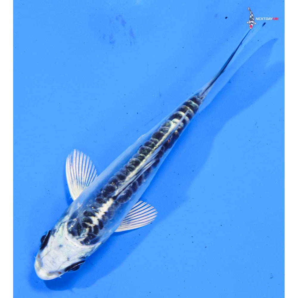 3.5” Imported Doitsu Blue Gin Matsuba