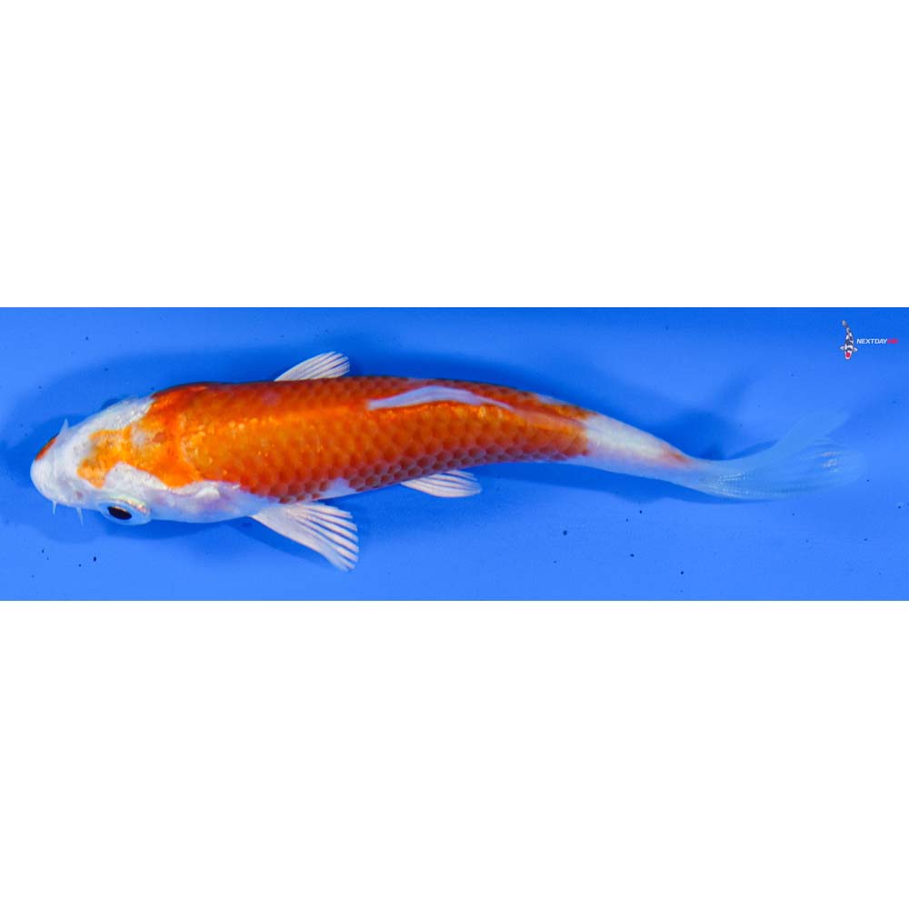 3.5” Imported Hariwake