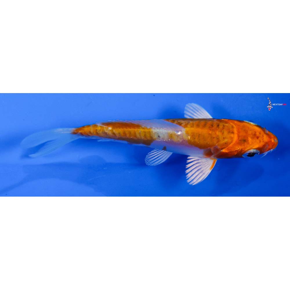 3.5” Imported Kikusui