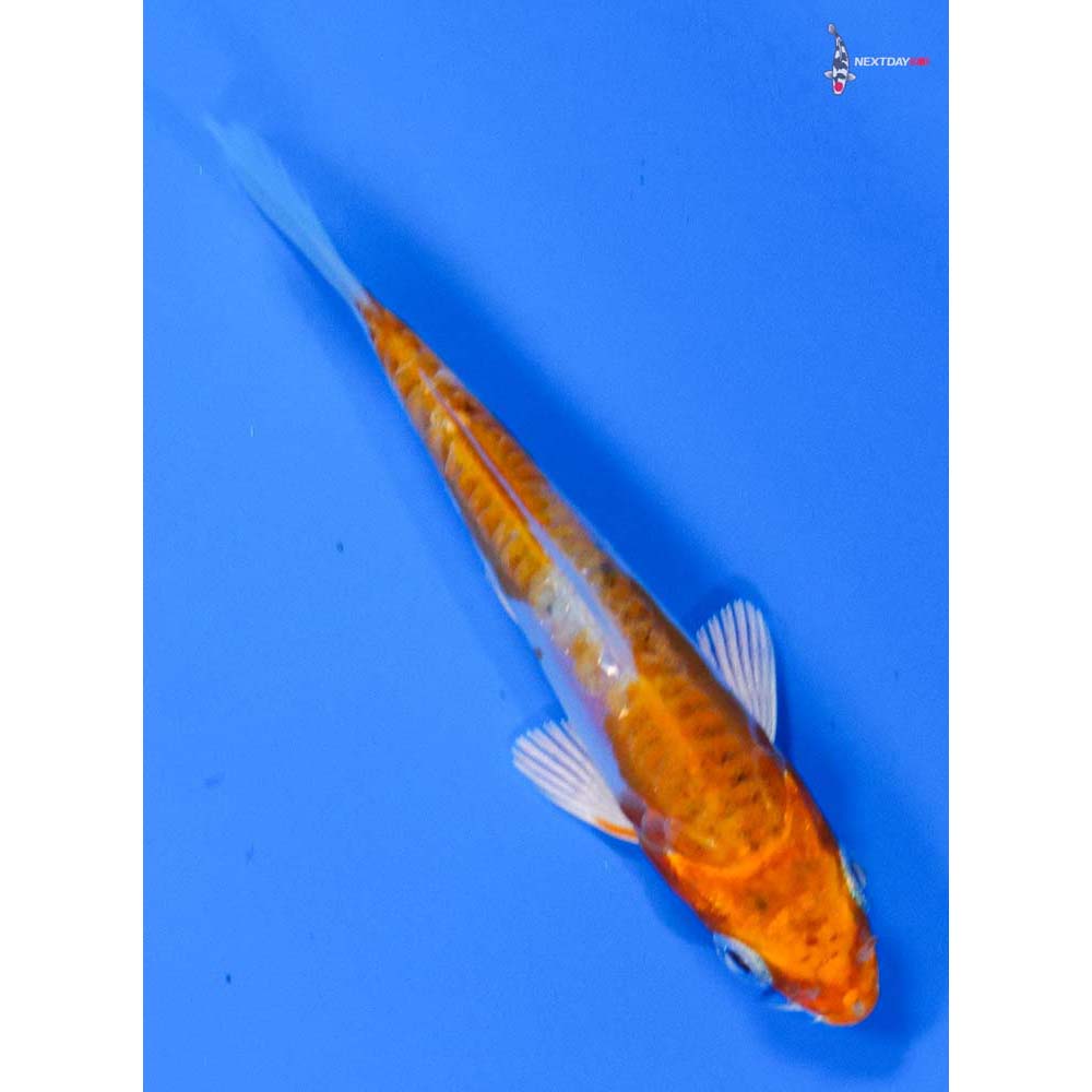 3.5” Imported Kikusui