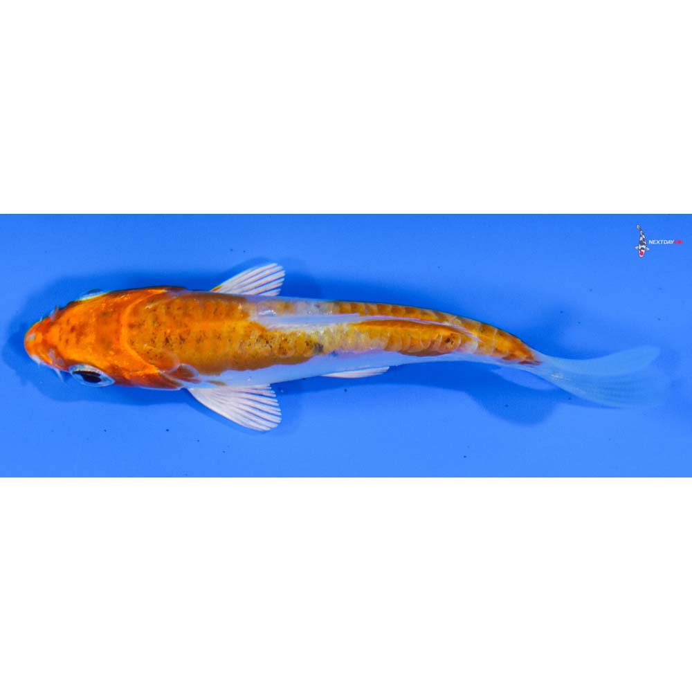 3.5” Imported Kikusui