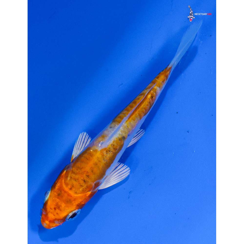 3.5” Imported Kikusui