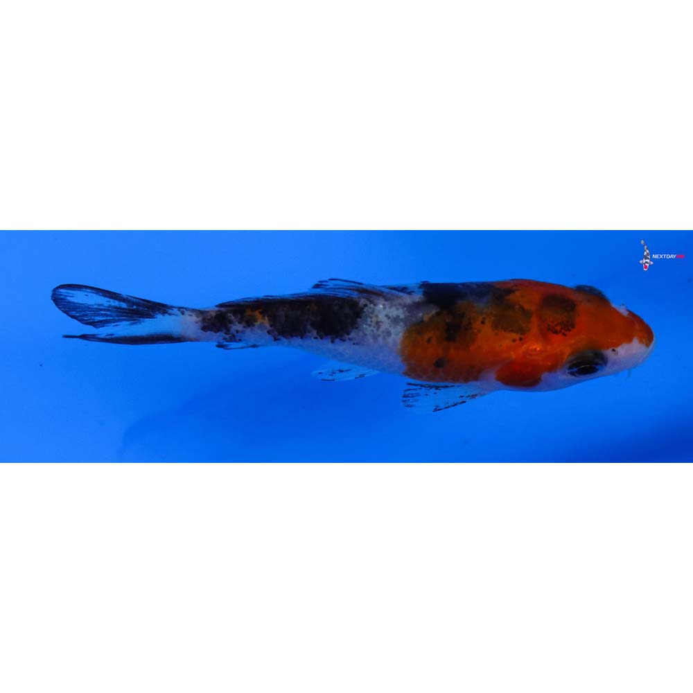 3” Imported Sanke