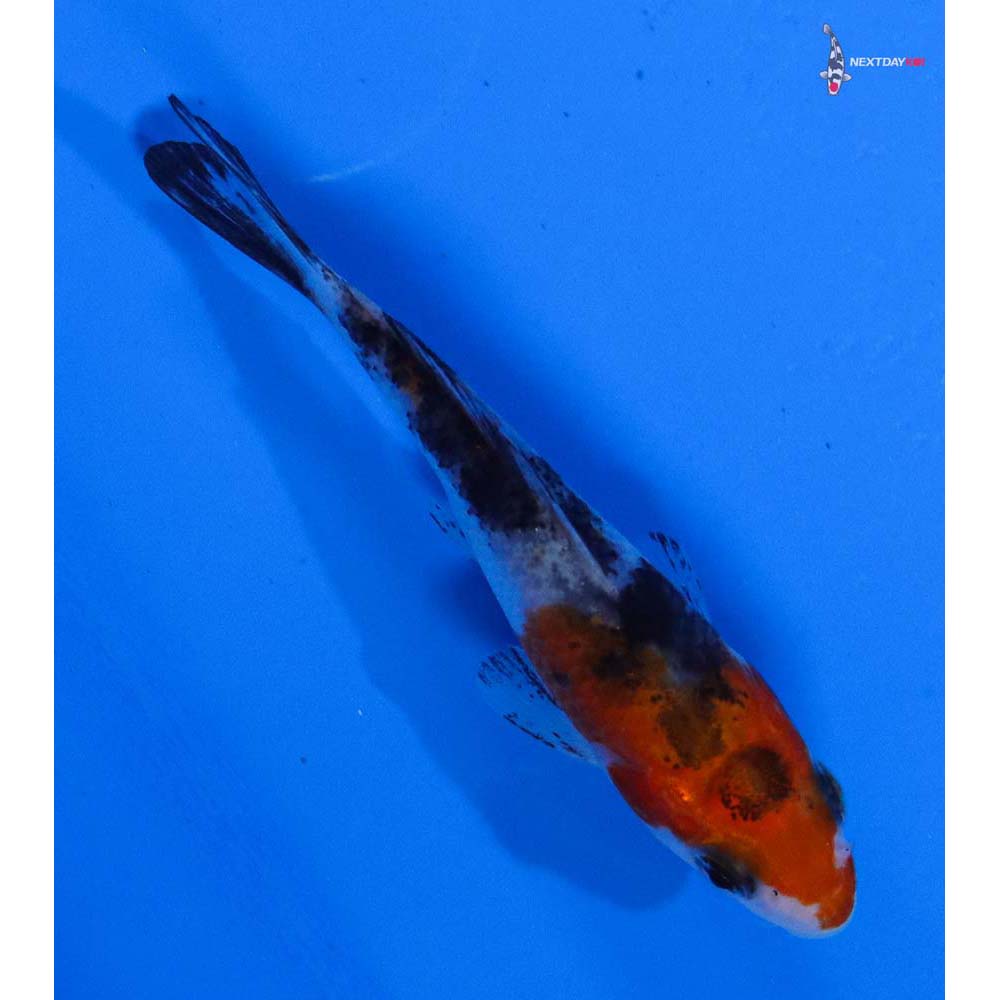 3” Imported Sanke