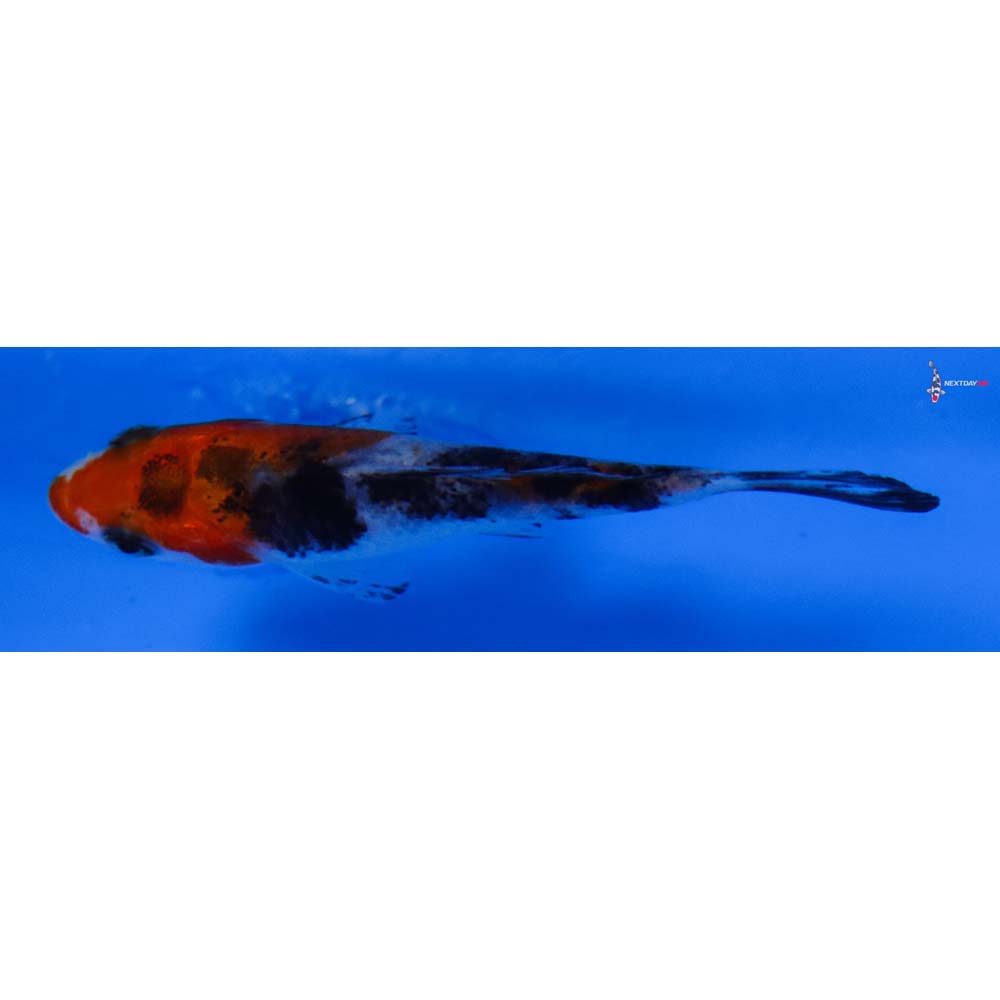 3” Imported Sanke