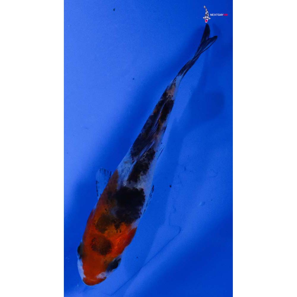 3” Imported Sanke