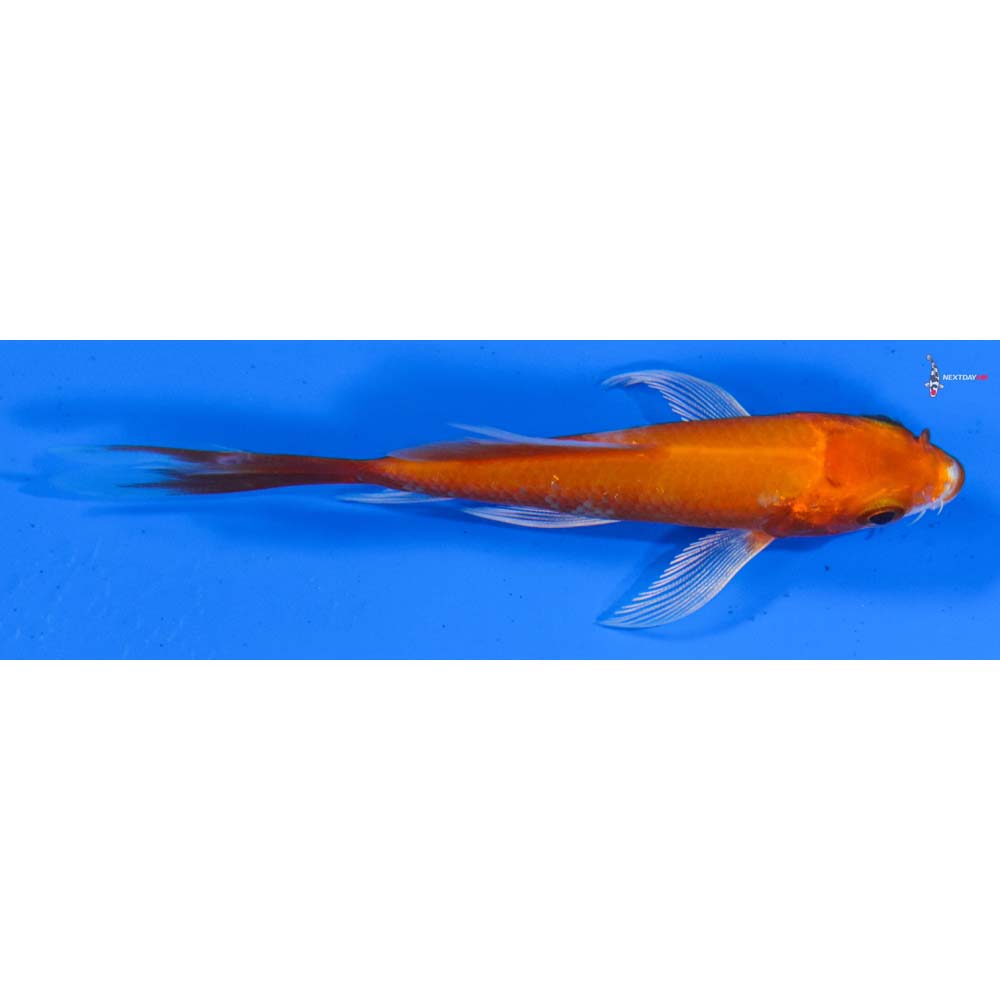 3.5” Imported Hariwake Butterfly Koi