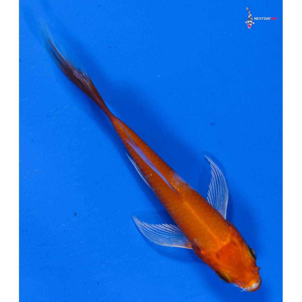 3.5” Imported Hariwake Butterfly Koi