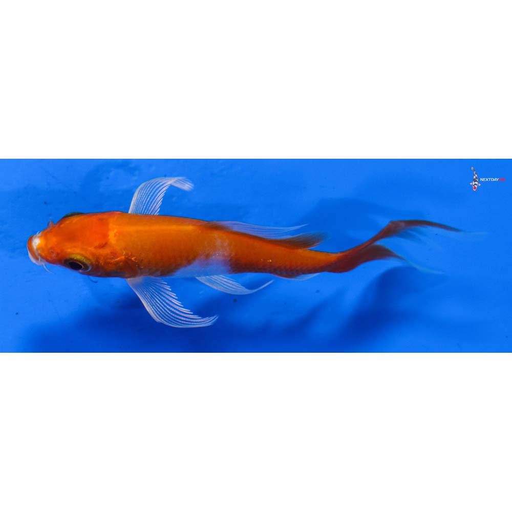 3.5” Imported Hariwake Butterfly Koi