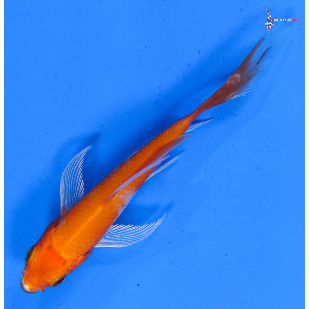 3.5” Imported Hariwake Butterfly Koi