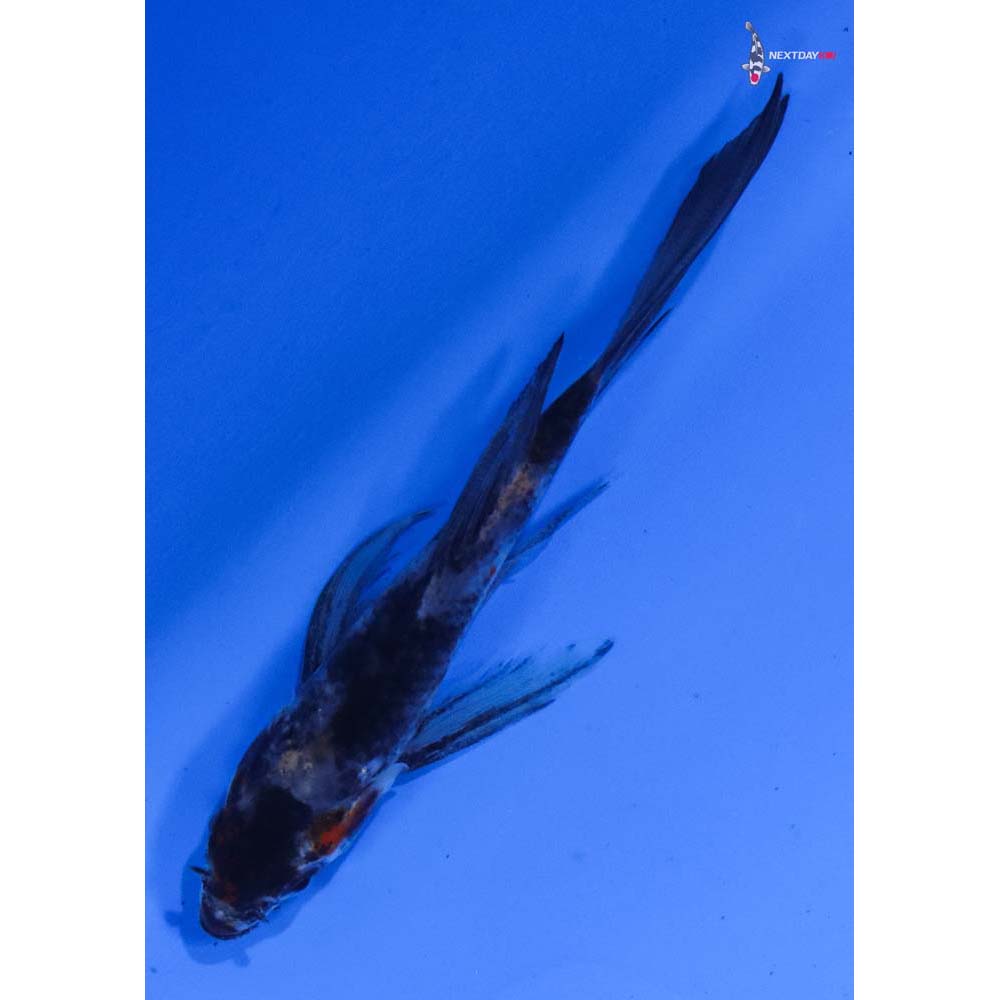 3.5” Imported Showa Butterfly Koi