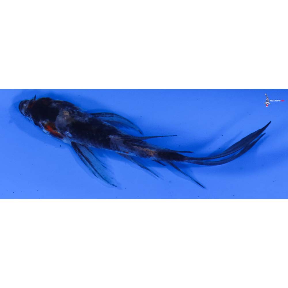 3.5” Imported Showa Butterfly Koi