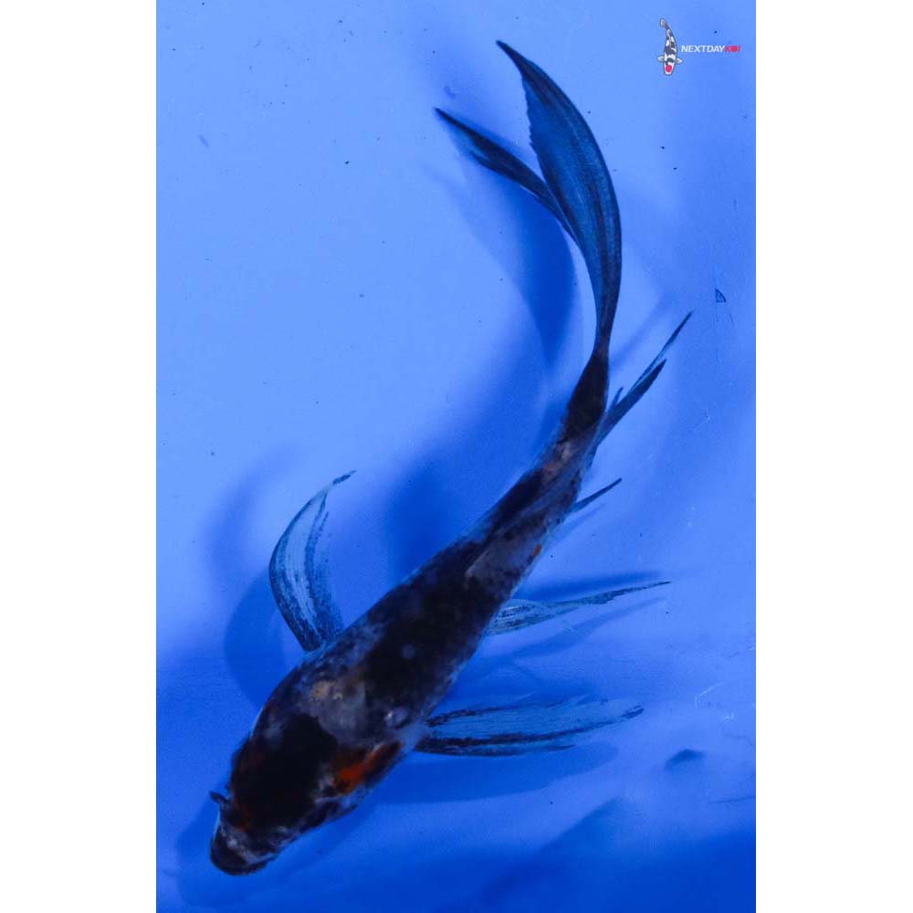3.5” Imported Showa Butterfly Koi