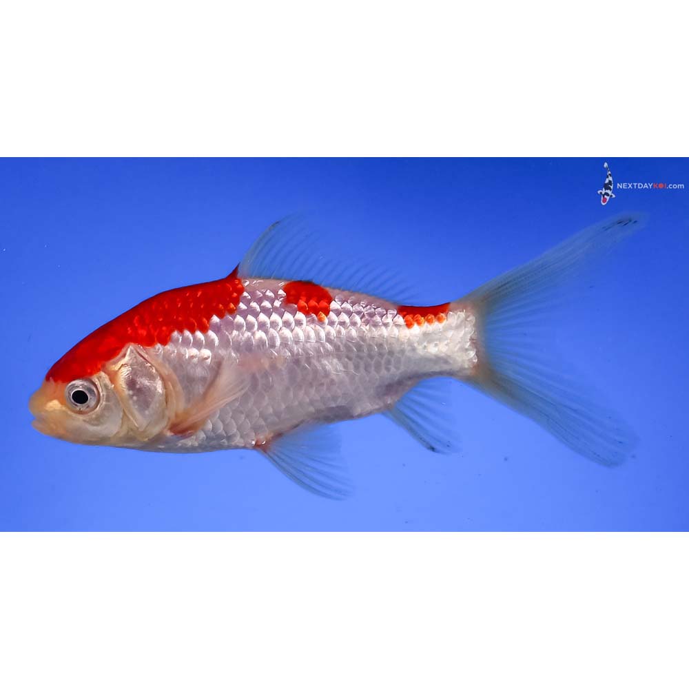 4.5” Imported Male Sarasa Comet