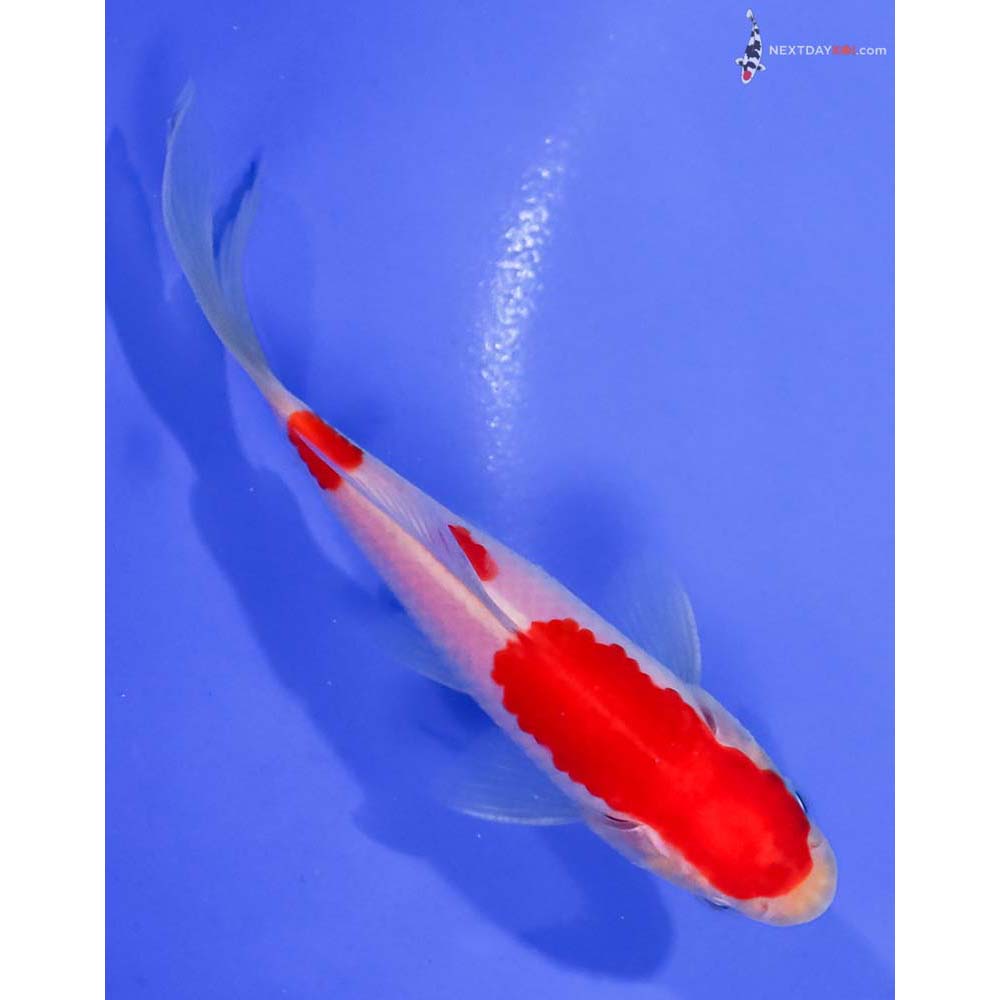4.5” Imported Male Sarasa Comet