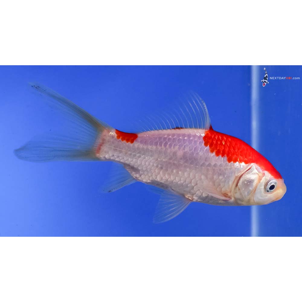 4.5” Imported Male Sarasa Comet