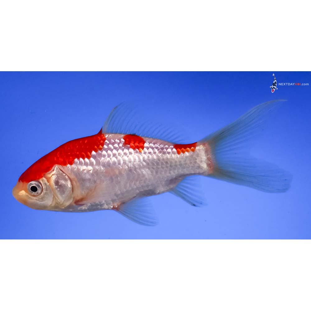 4.5” Imported Male Sarasa Comet
