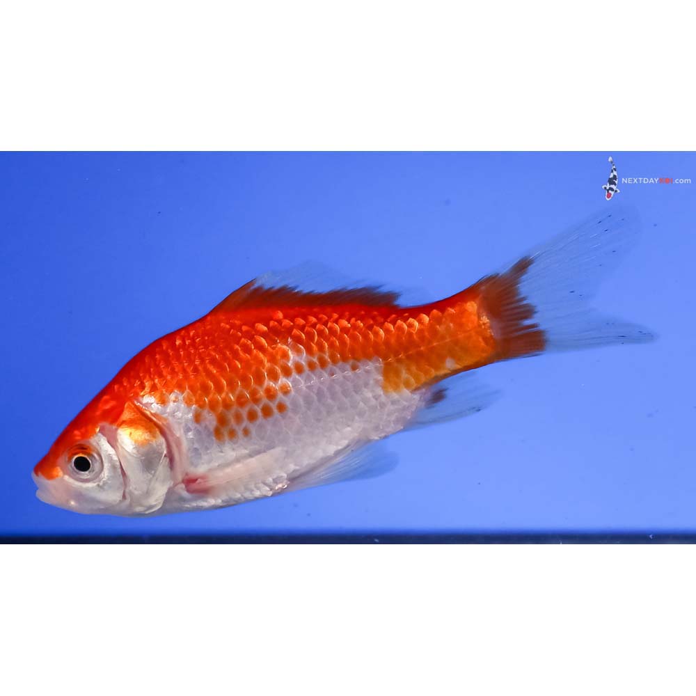 4” Imported Sarasa Comet