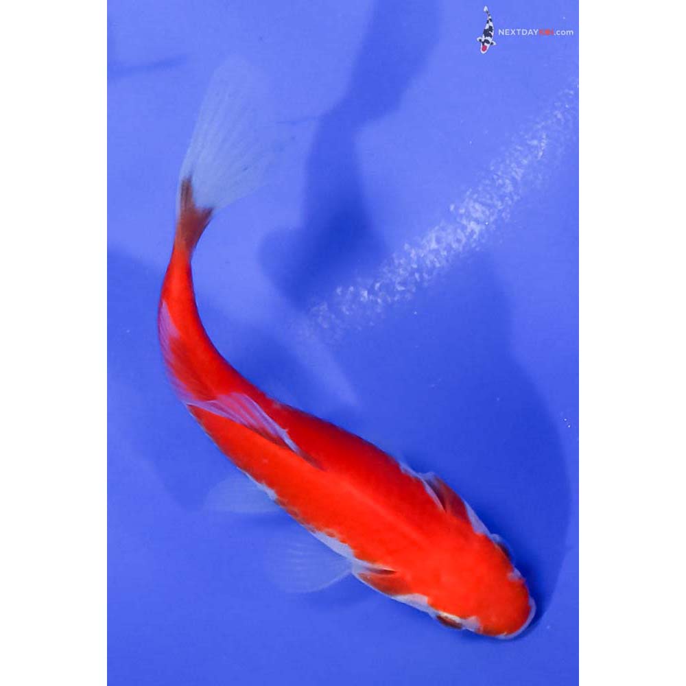 4” Imported Sarasa Comet