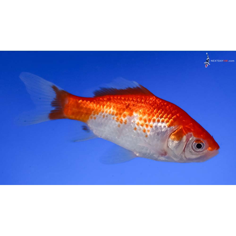 4” Imported Sarasa Comet