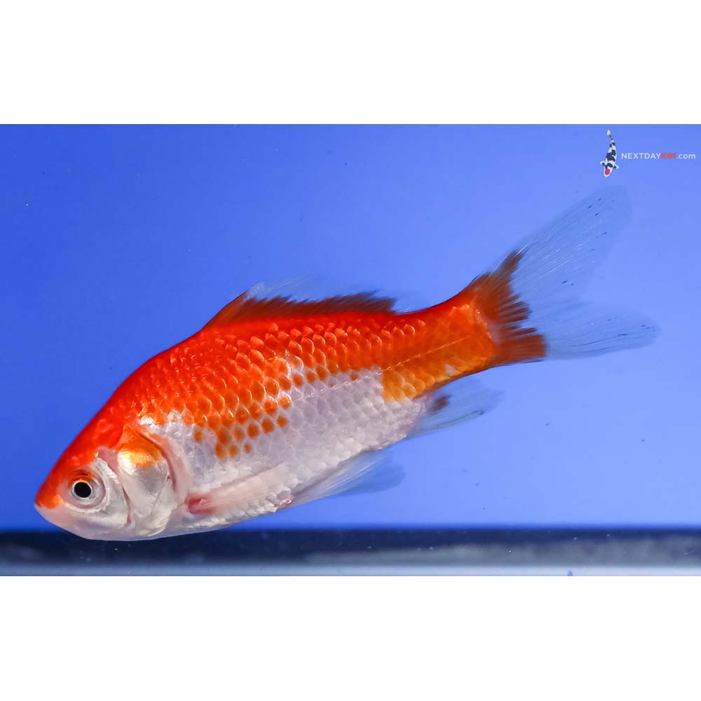 4” Imported Sarasa Comet