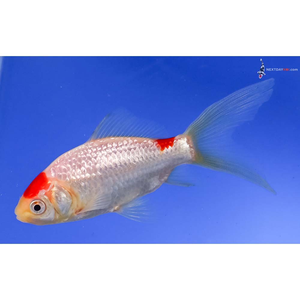 4” Imported Sarasa Comet