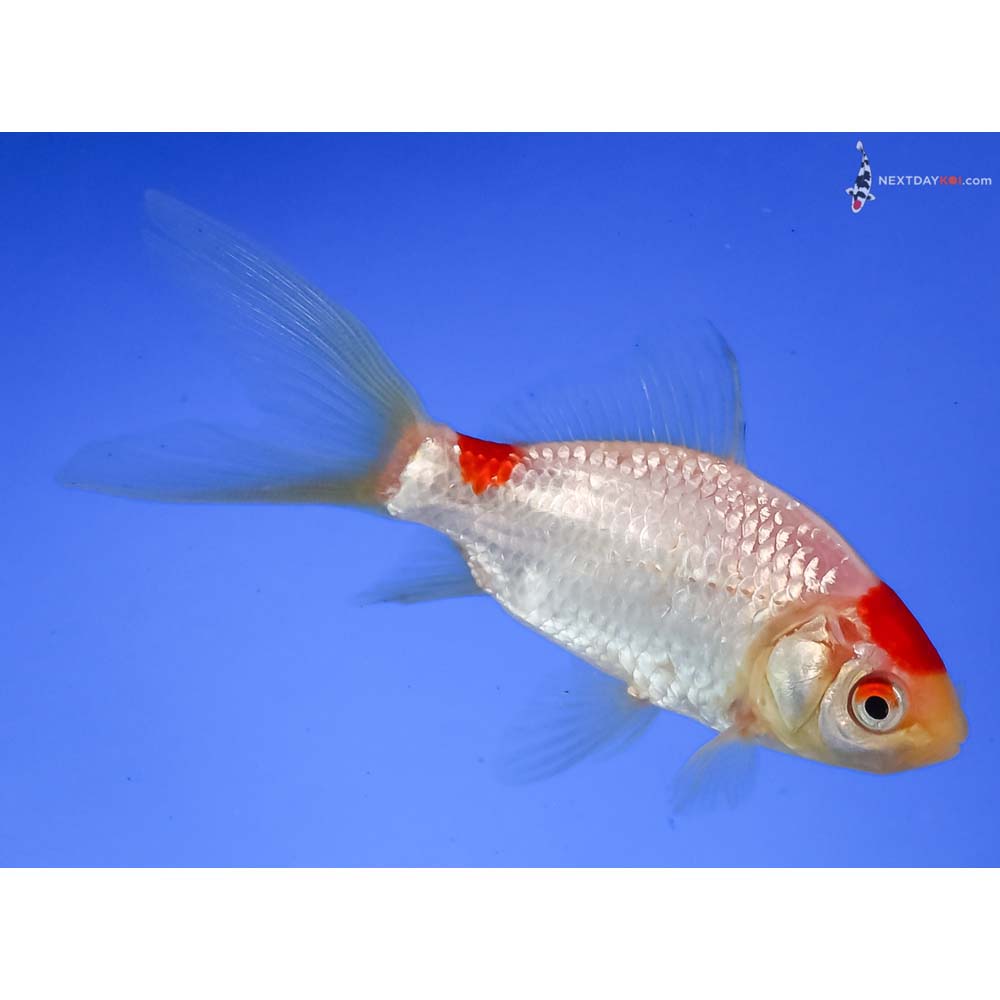4” Imported Sarasa Comet