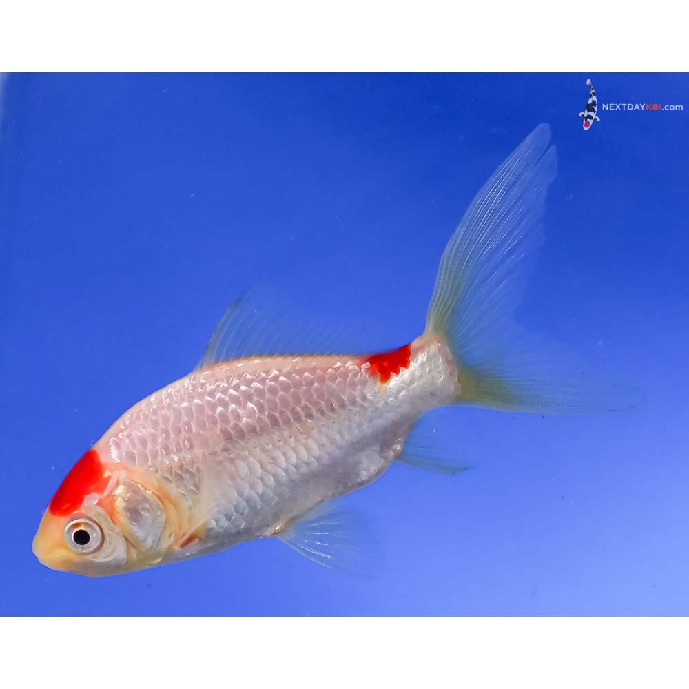 4” Imported Sarasa Comet