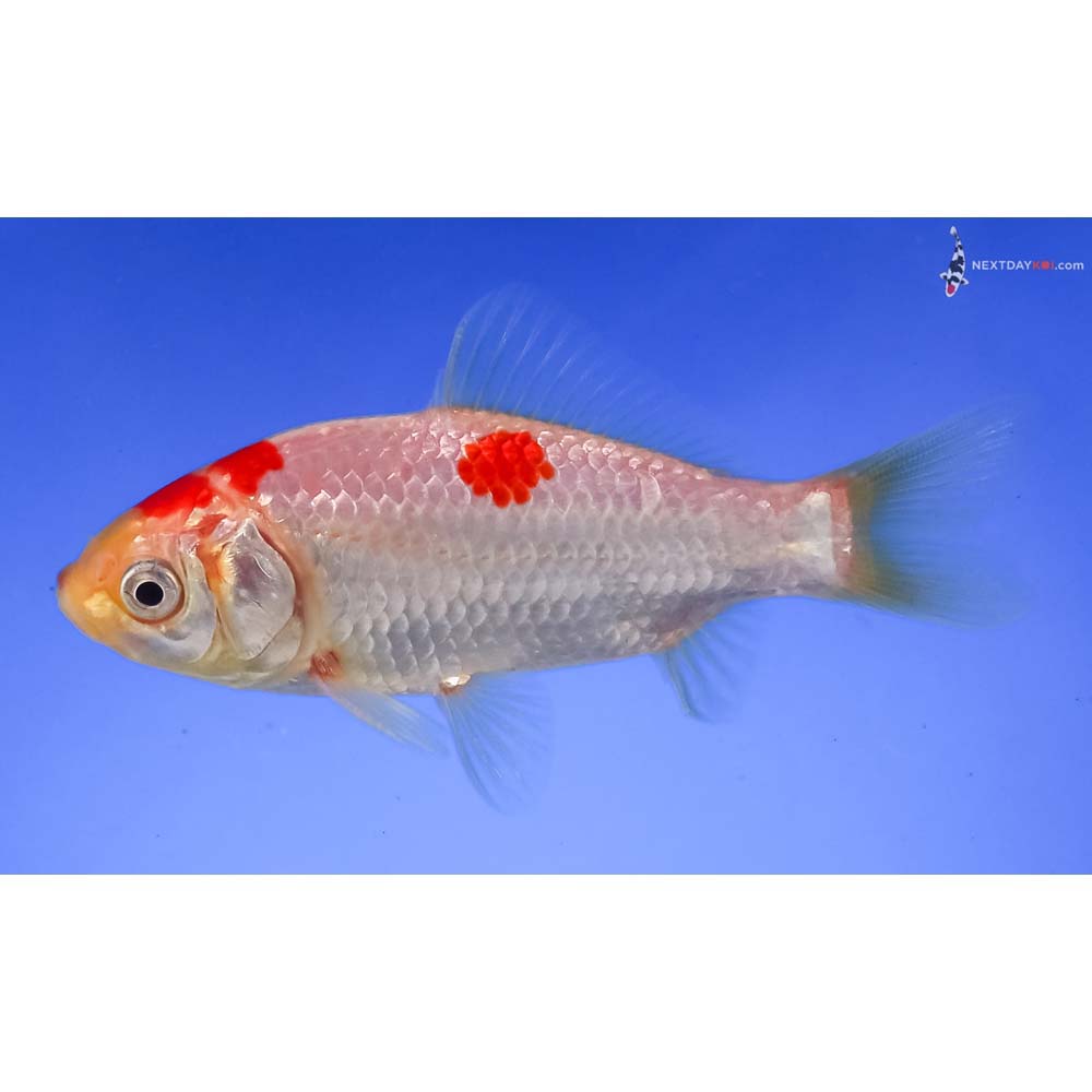 4” Imported Male Sarasa Comet