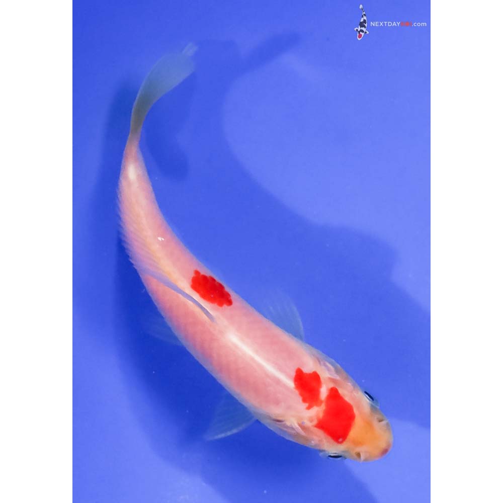 4” Imported Male Sarasa Comet