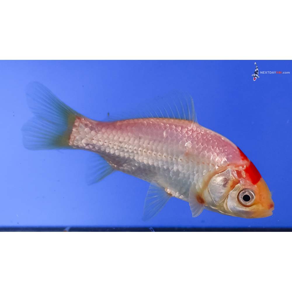 4” Imported Male Sarasa Comet