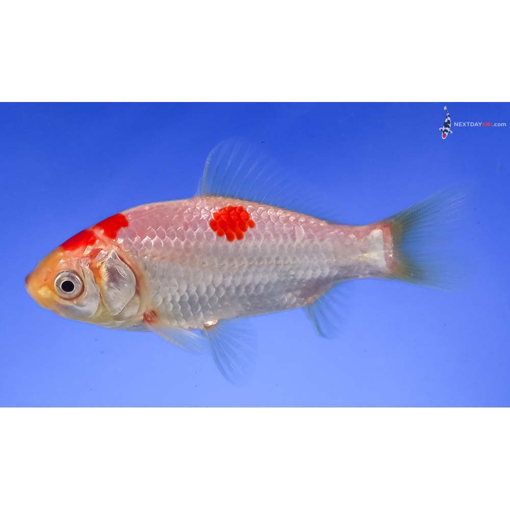 4” Imported Male Sarasa Comet