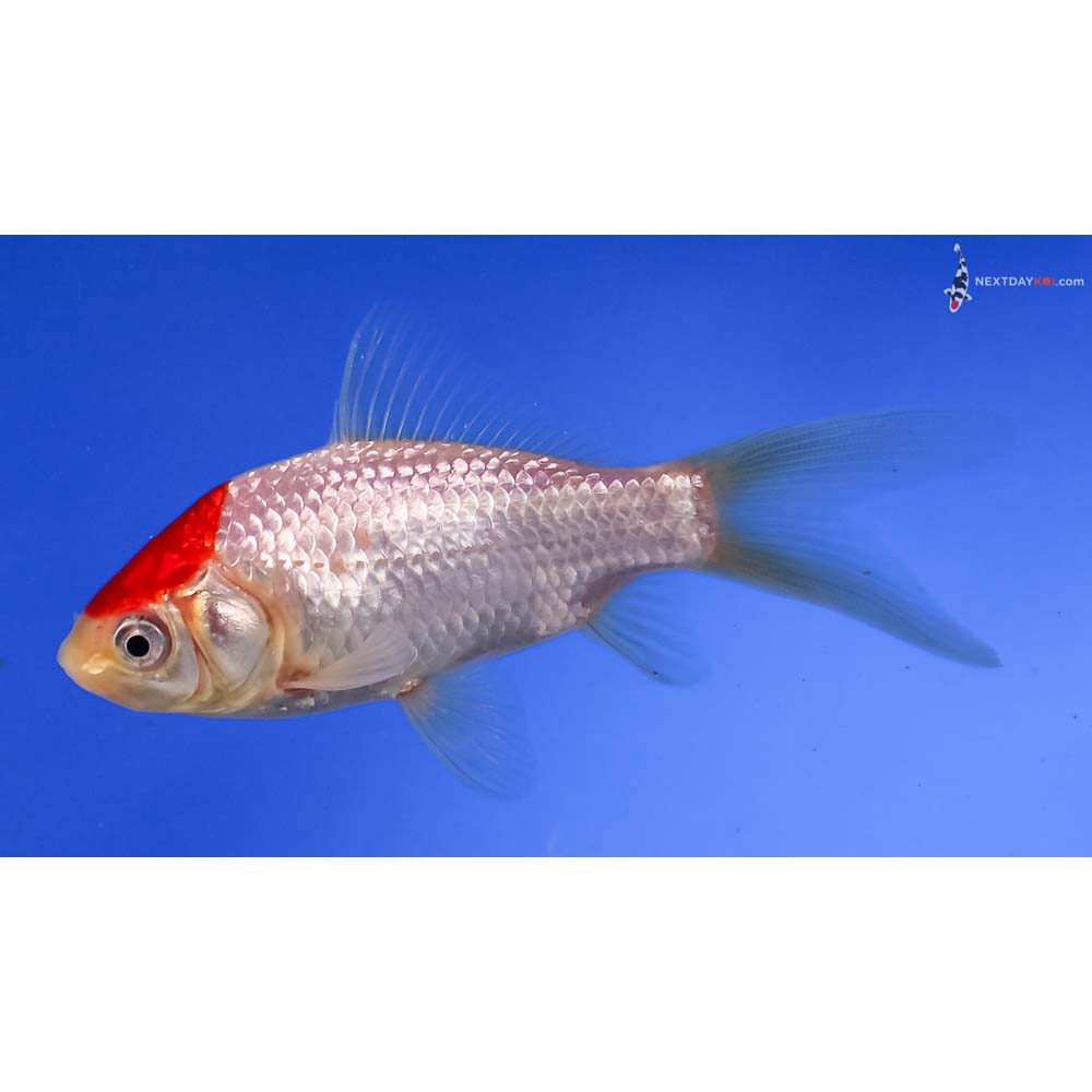 4” Imported Sarasa Comet