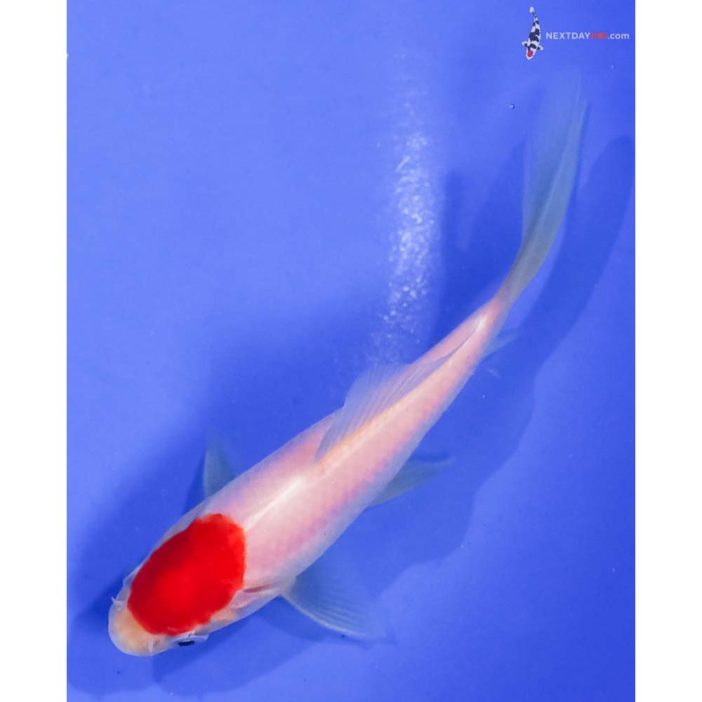 4” Imported Sarasa Comet