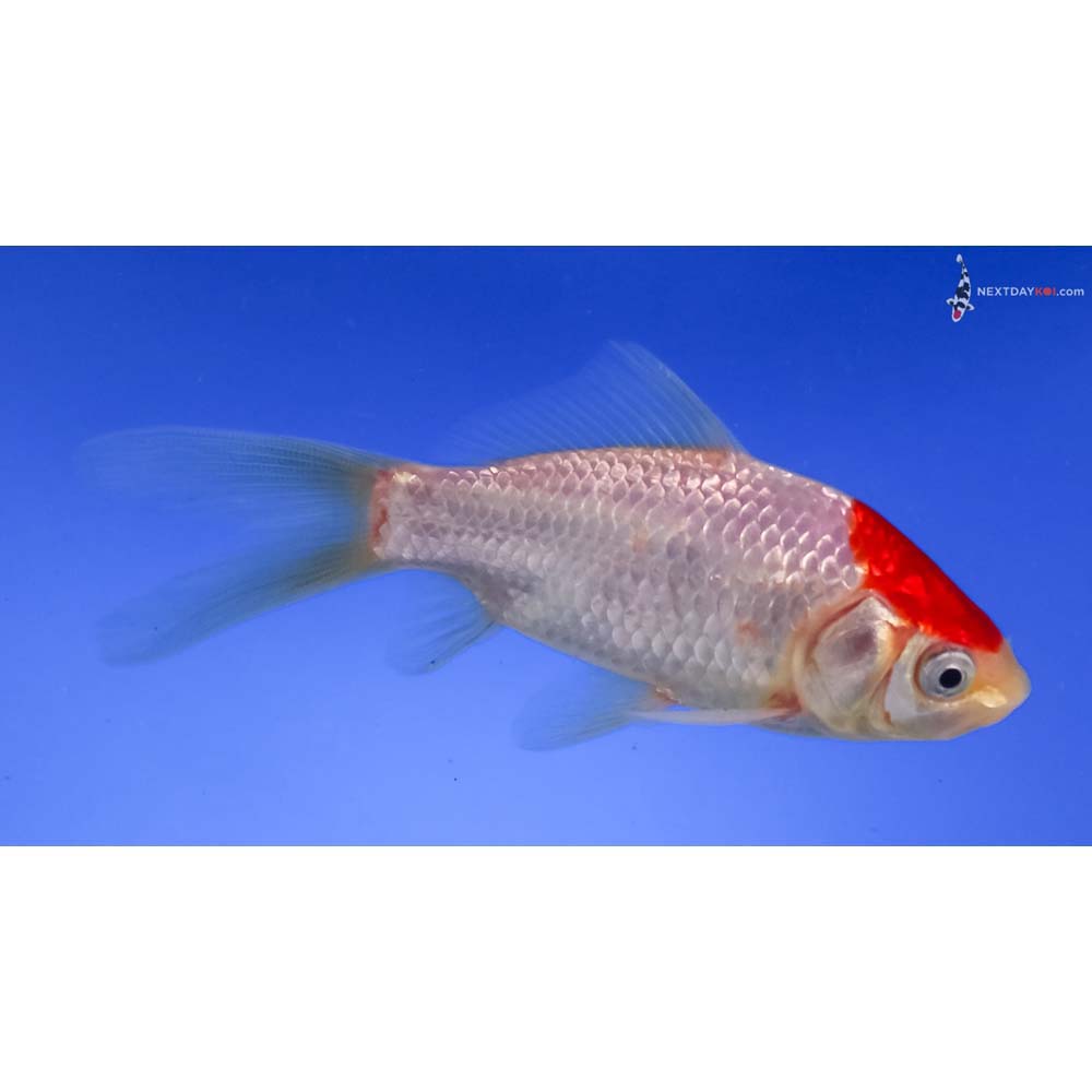 4” Imported Sarasa Comet