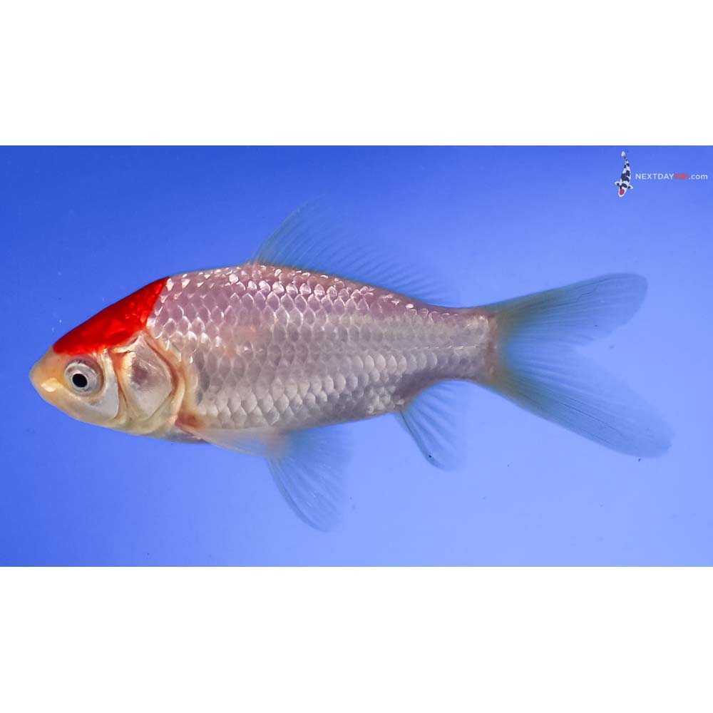 4” Imported Sarasa Comet