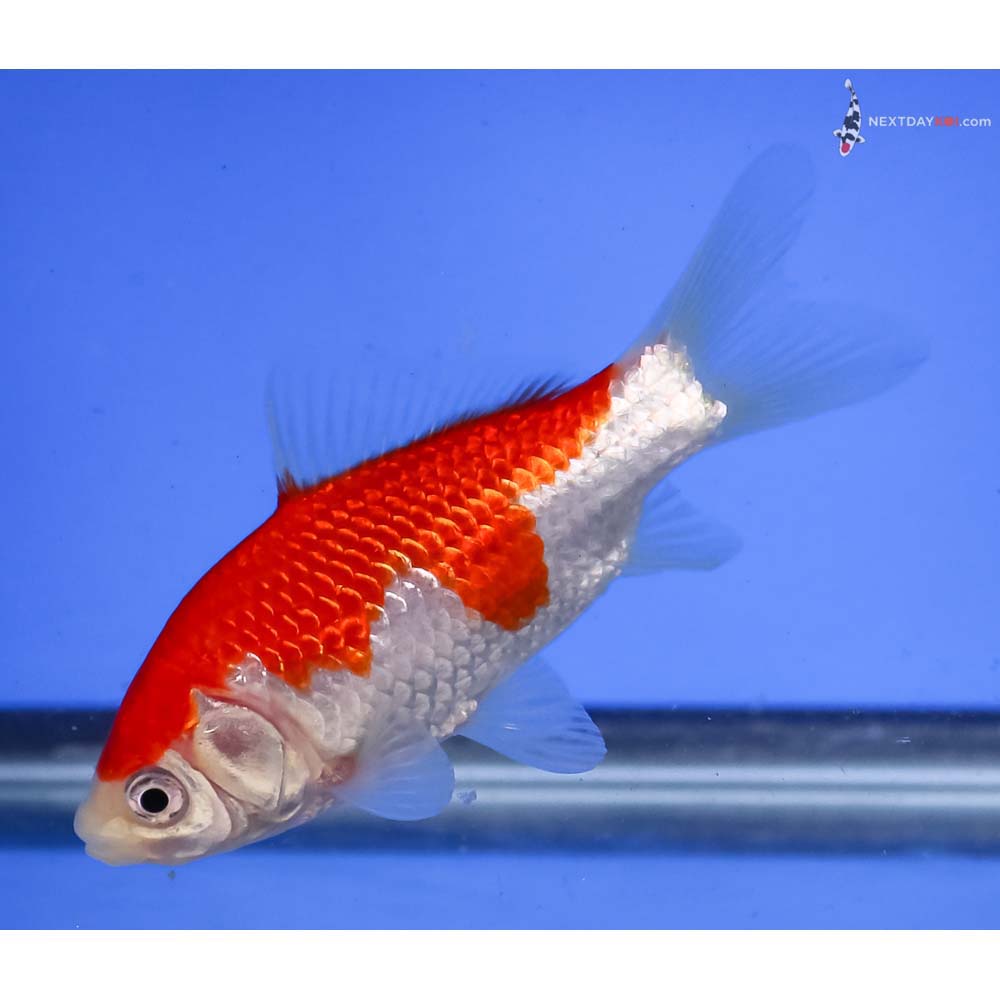 4” Imported Sarasa Comet