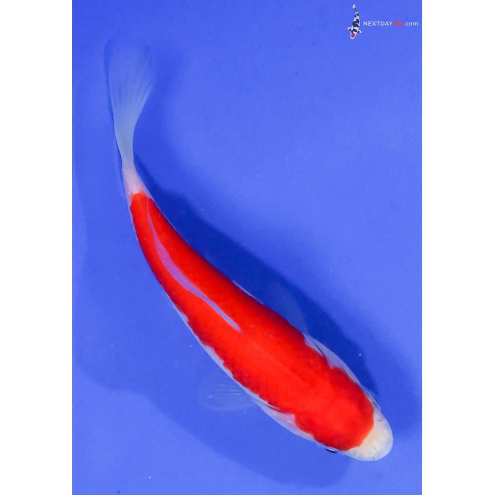 4” Imported Sarasa Comet