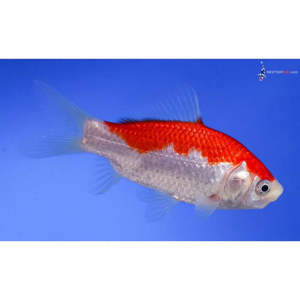 4” Imported Sarasa Comet
