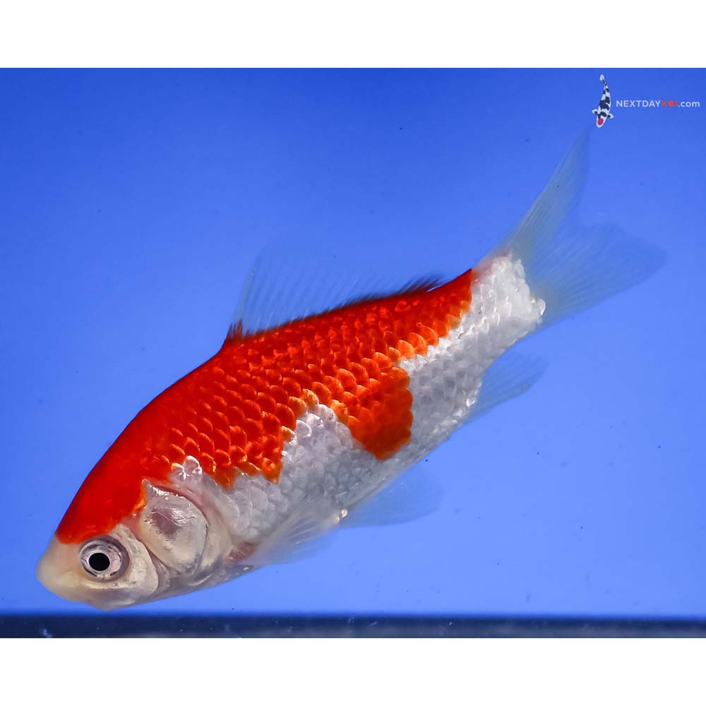 4” Imported Sarasa Comet