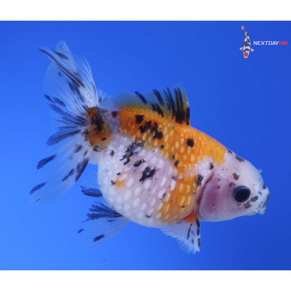 3.5” Imported Calico Pearlscale