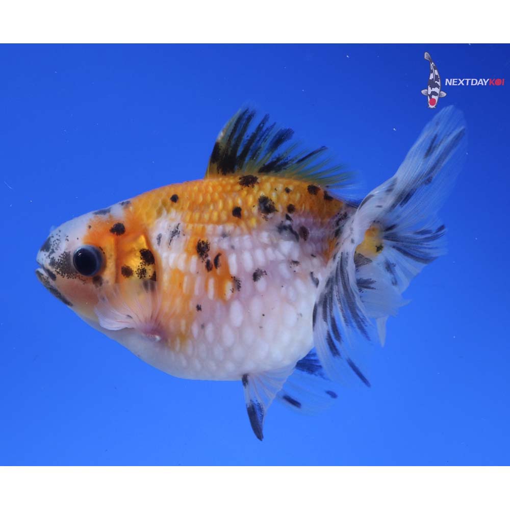 3.5” Imported Calico Pearlscale