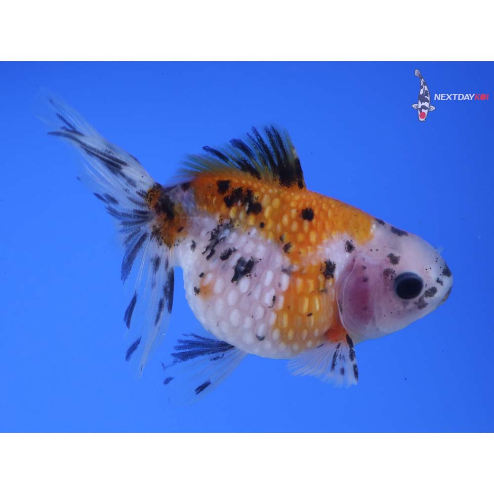 3.5” Imported Calico Pearlscale