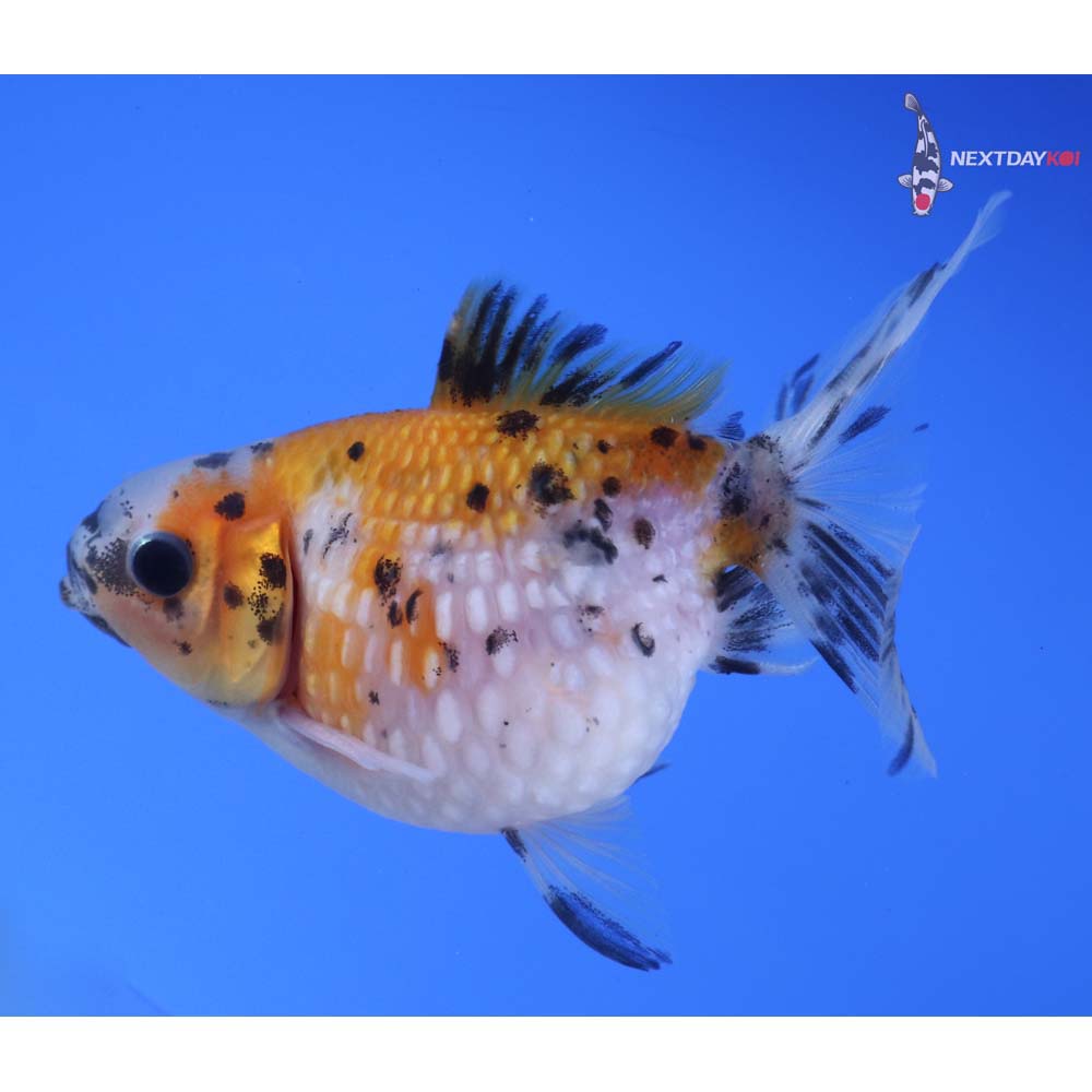 3.5” Imported Calico Pearlscale