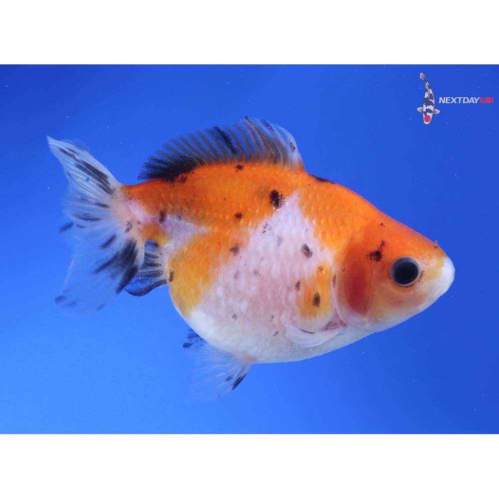 3.5” Imported Calico Pearlscale