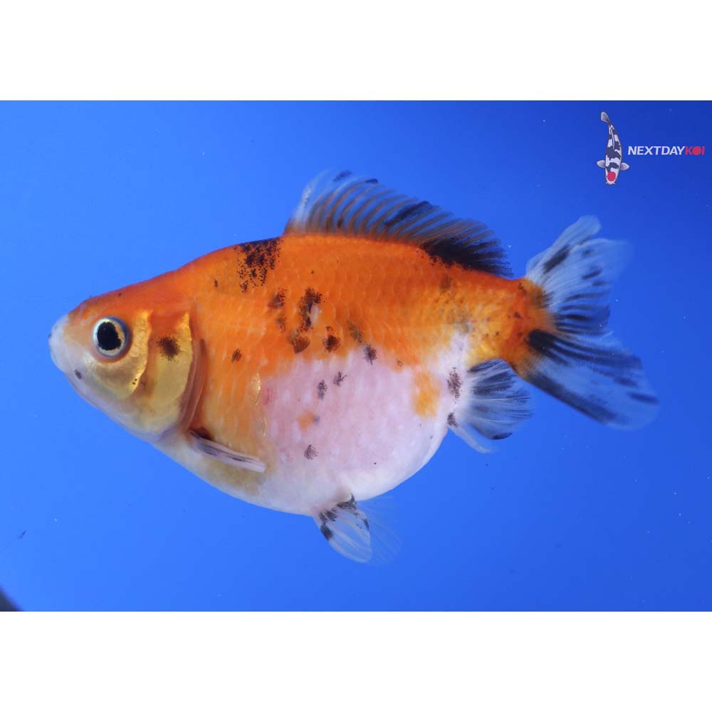 3.5” Imported Calico Pearlscale