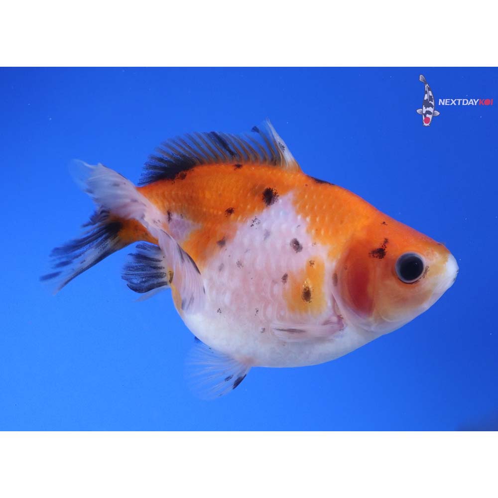 3.5” Imported Calico Pearlscale
