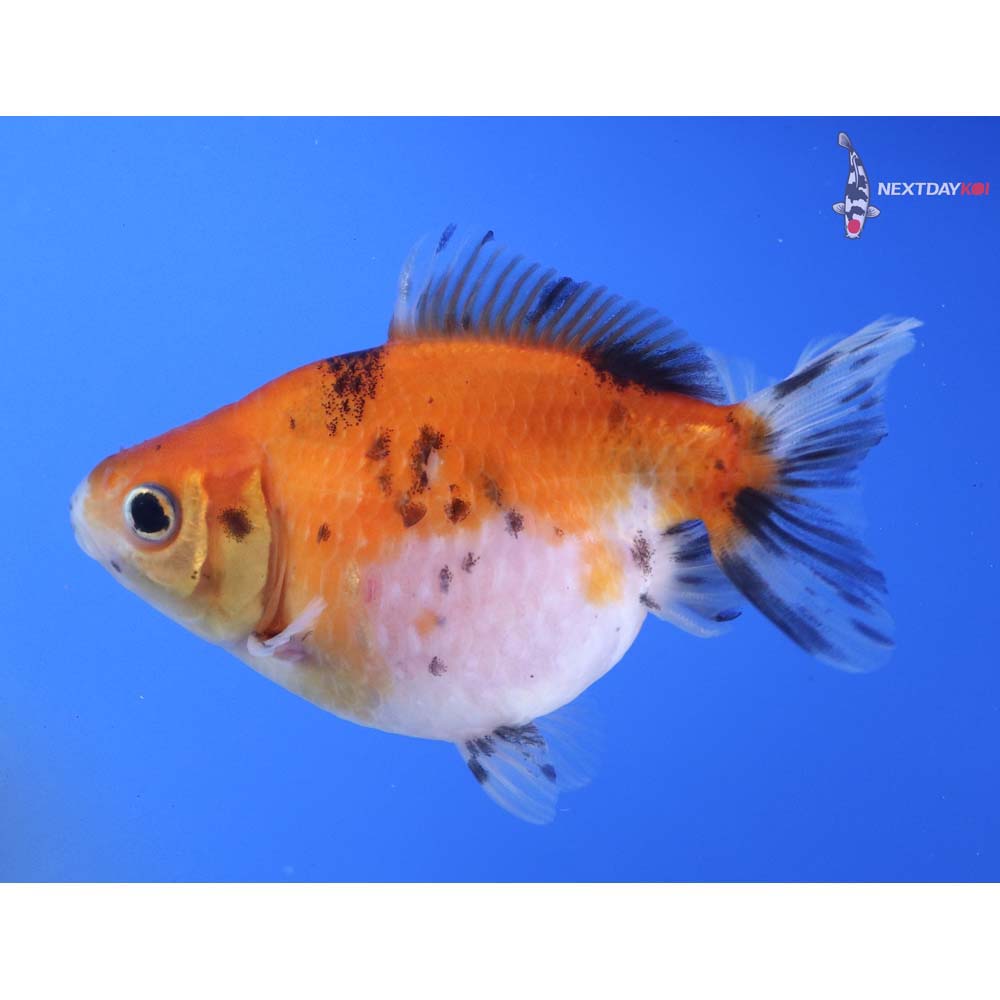 3.5” Imported Calico Pearlscale